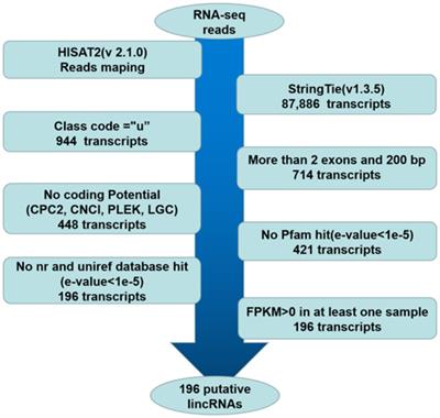 Identification and functional prediction of lncRNAs associated with intramuscular lipid deposition in Guangling donkeys